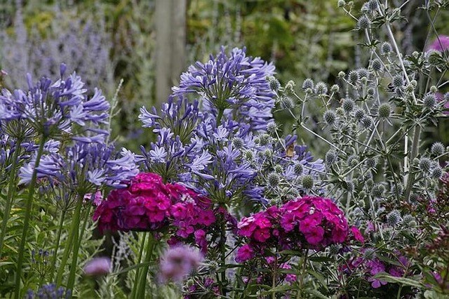 Open Tuinendag groei en bloei