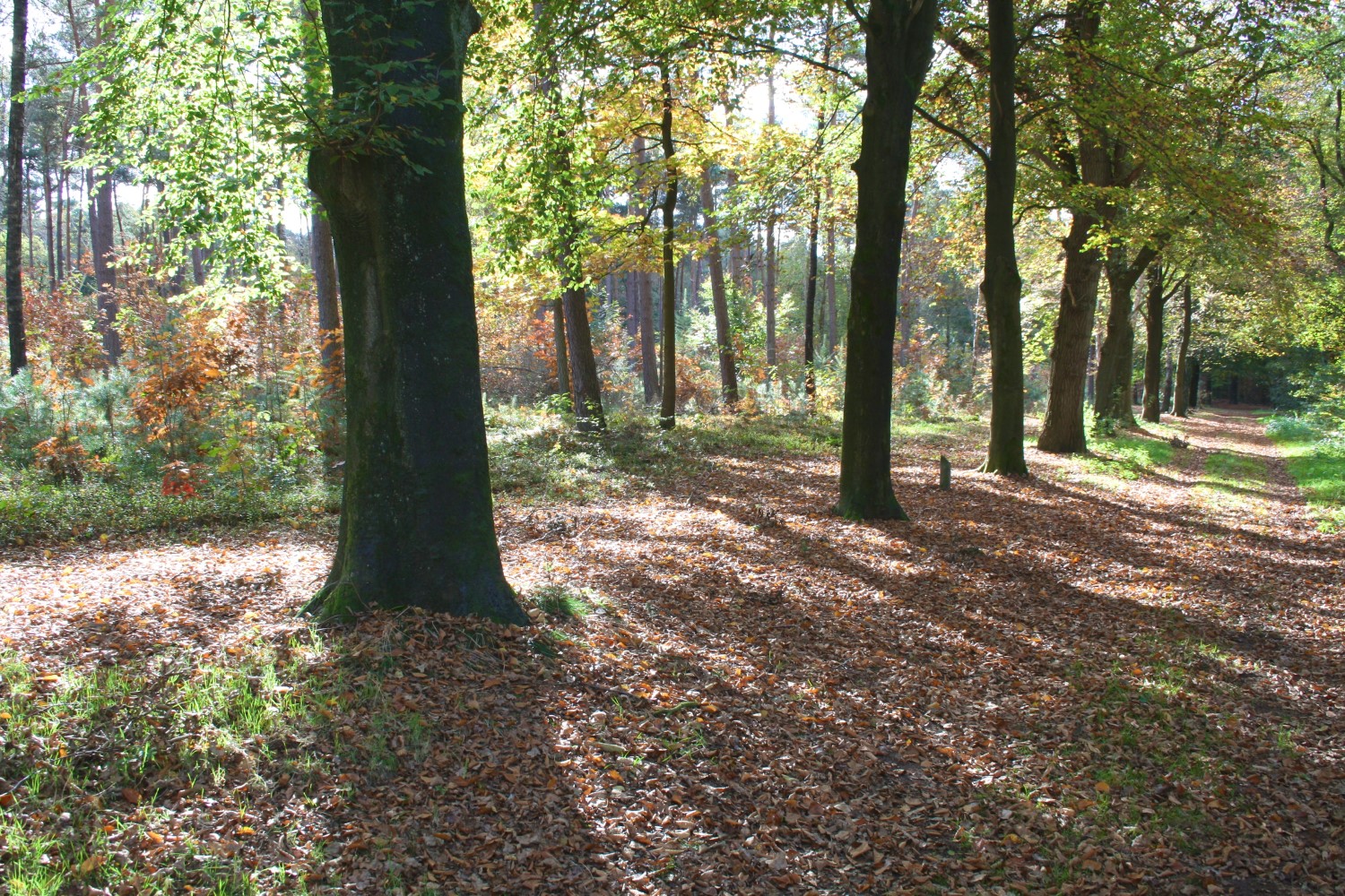 beukenbomen bos