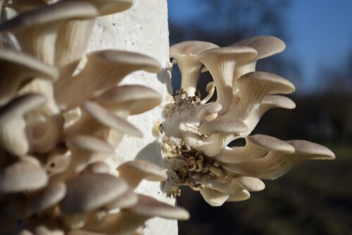 Fungi Factory oesterzwammen