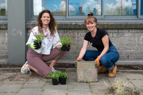 Tegel eruit en plant erin