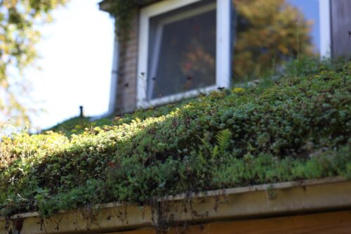 groendak sedum