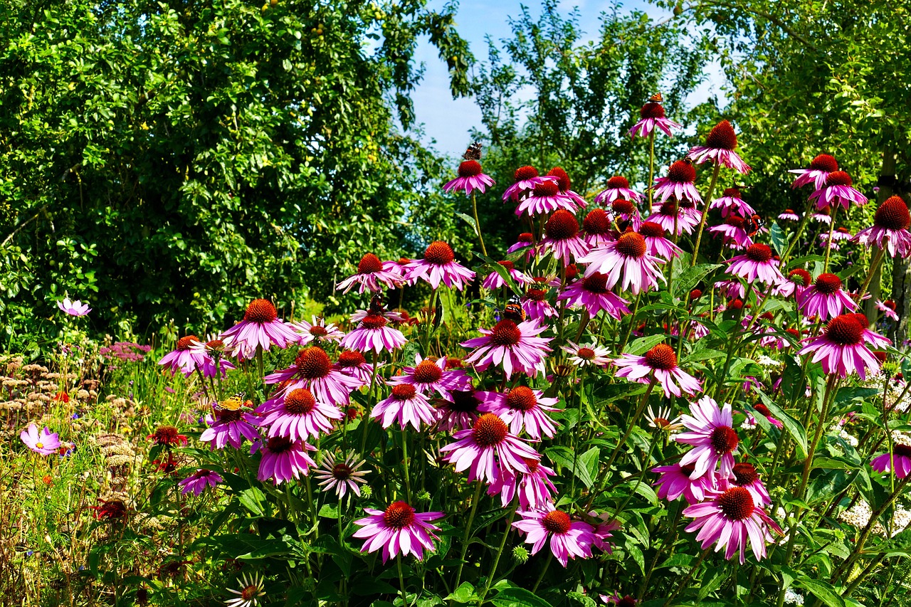 zonnehoed bloemen