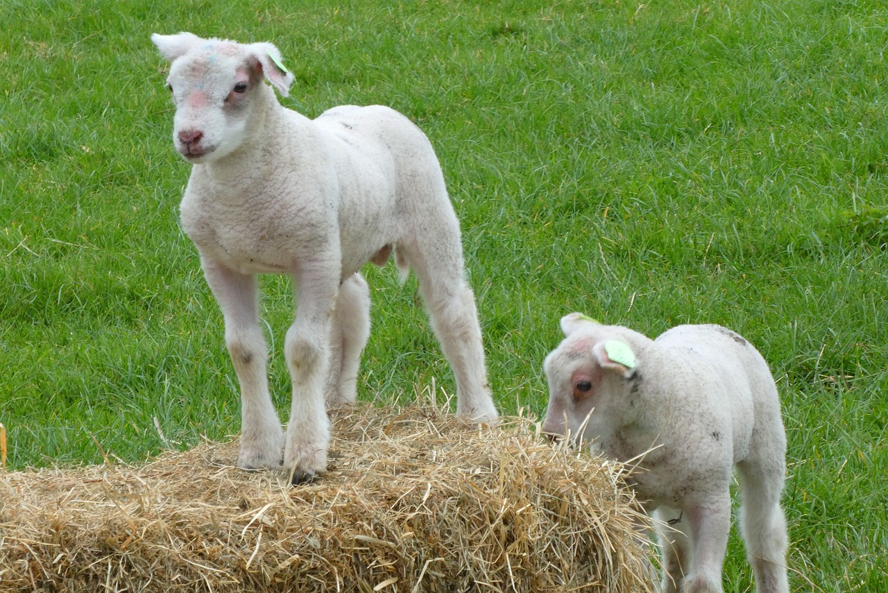 lammetjes in de wei