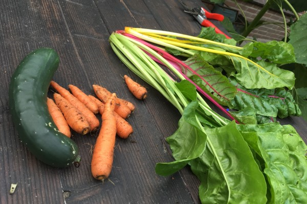 eigen groenten kweken tijdens de moestuincursus