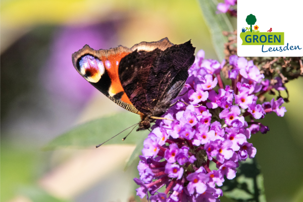 Vlinder op bloem Groen Leusden