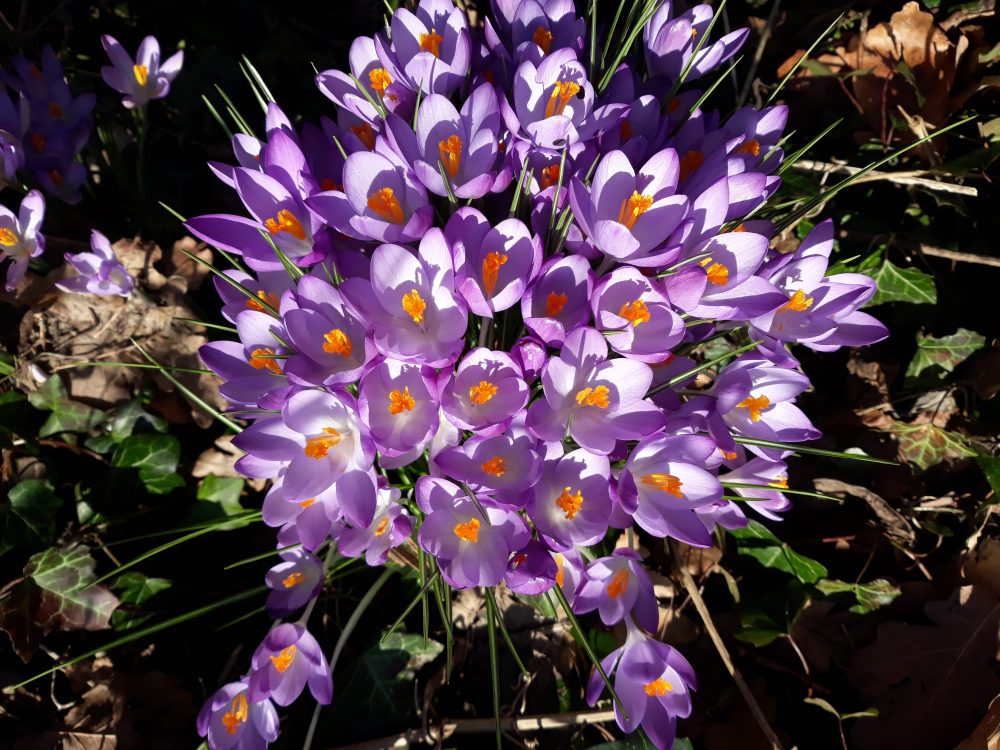 Krokussen kondigen de lente aan