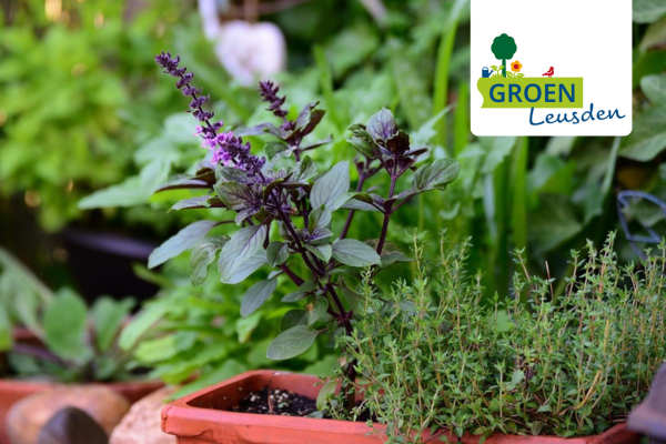 basilicum in bak Groen Leusden workshop