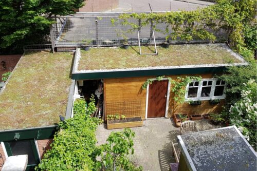 sedum groen dak op schuurtje
