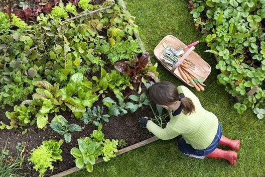 moestuin avond Groei en Bloei promo