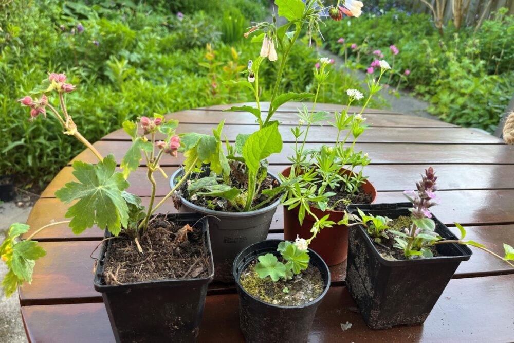 een gratis plantje bij de stekjesmarkt in Amersfoort